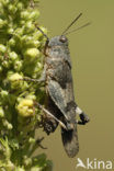 Blauwvleugelsprinkhaan (Oedipoda caerulescens) 