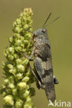 Blauwvleugelsprinkhaan (Oedipoda caerulescens) 