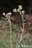 Bleekgele droogbloem (Gnaphalium luteo-album)