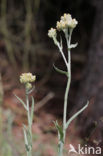 Bleekgele droogbloem (Gnaphalium luteo-album)