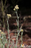 Bleekgele droogbloem (Gnaphalium luteo-album)