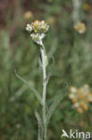 Bleekgele droogbloem (Gnaphalium luteo-album)