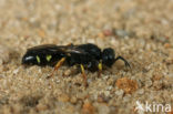 Bleke zeefwesp (Crabro scutellatus)