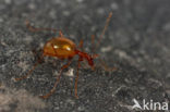 Blind cave beetle (Leptodirus hochenwartii)