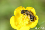 Blokhoofdgroefbij (Halictus maculatus) 