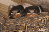 Boerenzwaluw (Hirundo rustica) 