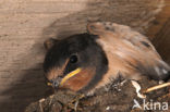 Boerenzwaluw (Hirundo rustica) 