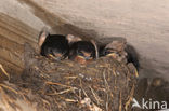 Boerenzwaluw (Hirundo rustica) 