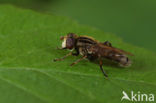 Hoverfly (Anasimyia interpuncta)