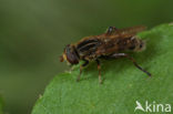 Hoverfly (Anasimyia interpuncta)