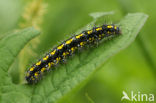 Scarlet Tiger (Callimorpha dominula)