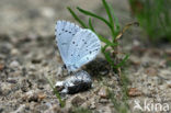 Holly Blue (Celastrina argiolus)