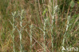 Heath Cudweed (Gnaphalium sylvaticum)