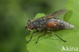 Bosknobbeldaas (Hybomitra bimaculata)