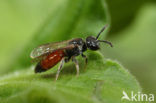 Brede Dwergbloedbij (Sphecodes crassus)