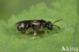 Breedkaakgroefbij (Lasioglossum laticeps)