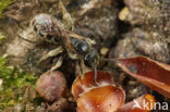 Breedkaakgroefbij (Lasioglossum laticeps)