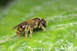 Breedkaakgroefbij (Lasioglossum laticeps)