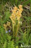 Bremraap (Orobanche spec)