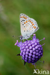 Brown Argus (Aricia agestis)