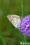 Brown Argus (Aricia agestis)