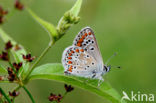 Brown Argus (Aricia agestis)