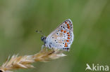 Brown Argus (Aricia agestis)