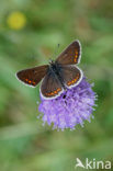 Brown Argus (Aricia agestis)