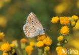 Brown Argus (Aricia agestis)