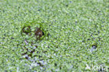 Common Frog (Rana temporaria)