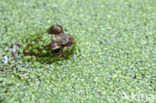 Bruine kikker (Rana temporaria)