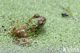 Common Frog (Rana temporaria)