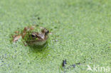 Common Frog (Rana temporaria)