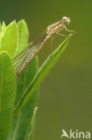 Brown Emerald Damselfly (Sympecma fusca)