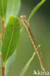 Bruine winterjuffer (Sympecma fusca) 