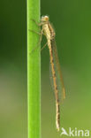 Bruine winterjuffer (Sympecma fusca) 