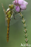 Bruinrode heidelibel (Sympetrum striolatum)