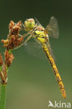 Bruinrode heidelibel (Sympetrum striolatum)