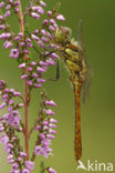 Bruinrode heidelibel (Sympetrum striolatum)