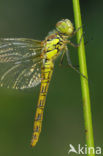 Bruinrode heidelibel (Sympetrum striolatum)