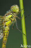 Bruinrode heidelibel (Sympetrum striolatum)