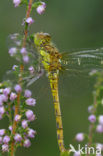 Bruinrode heidelibel (Sympetrum striolatum)