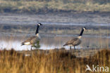 Canada Goose (Branta canadensis)