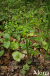 Carniolan Spurge (Euphorbia carniolica)