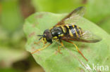 Chrysotoxum lessonae