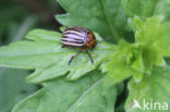 Colorado potato beetle (Leptinotarsa decemlineata)