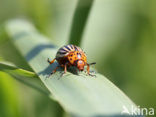 Colorado potato beetle (Leptinotarsa decemlineata)