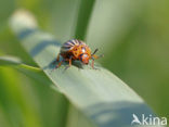 Colorado potato beetle (Leptinotarsa decemlineata)