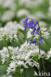 Ramsons (Allium ursinum)