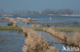 De Groene Jonker